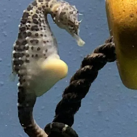 La Superba Apartment *