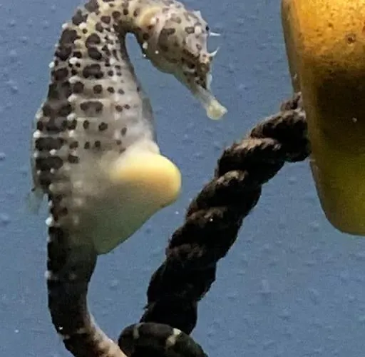 La Superba Lejlighed *